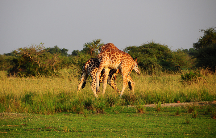 305 - Giraffes Murchison National Park DSC_0203